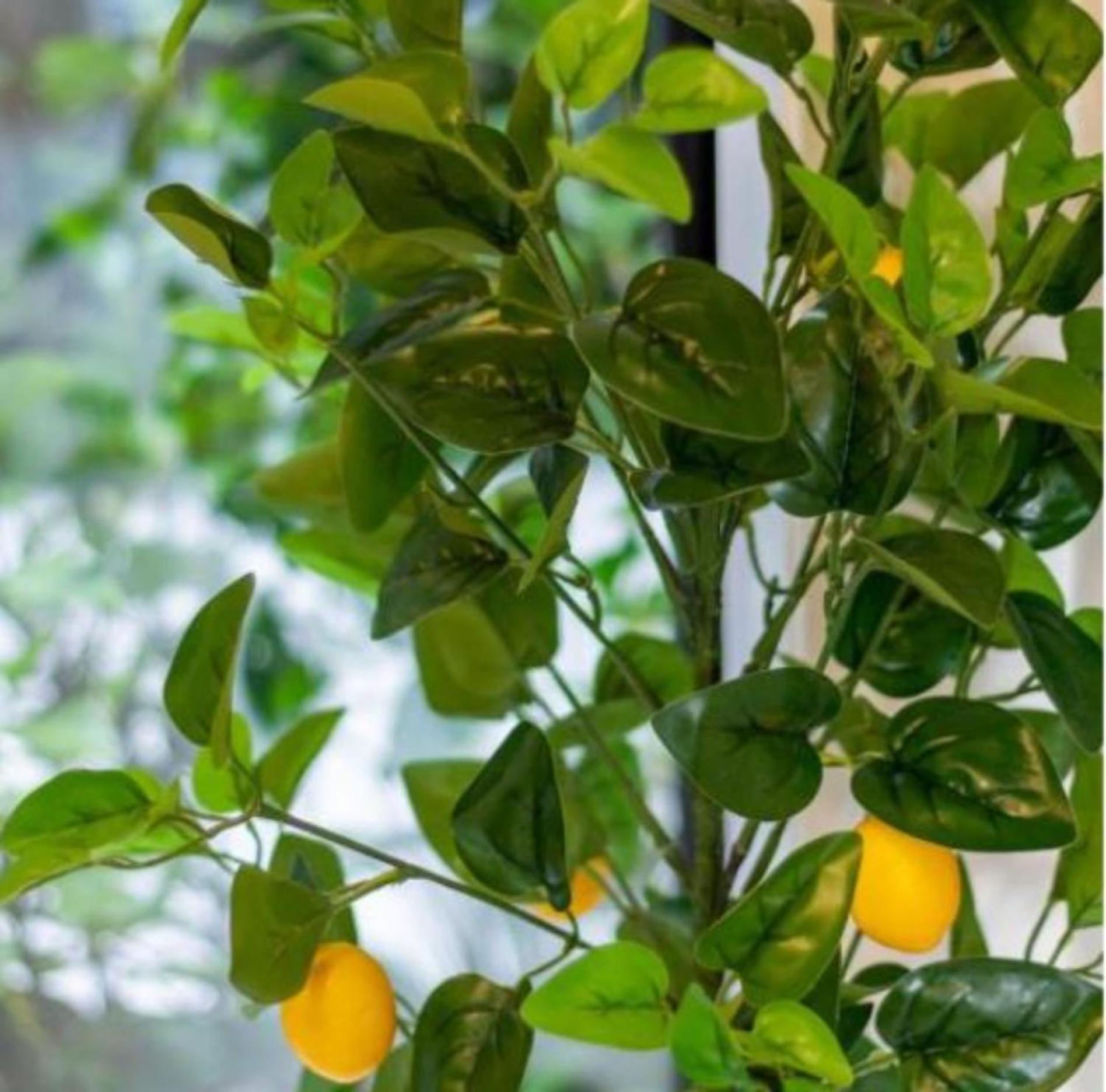 Gorgeous In Green - 2 Bed Central Oasis W/King Bed Christchurch Exteriör bild